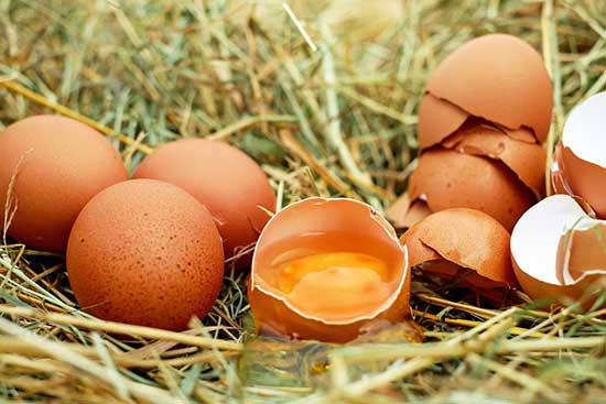 How To Bake Eggshells for Birds for Maximum Benefits