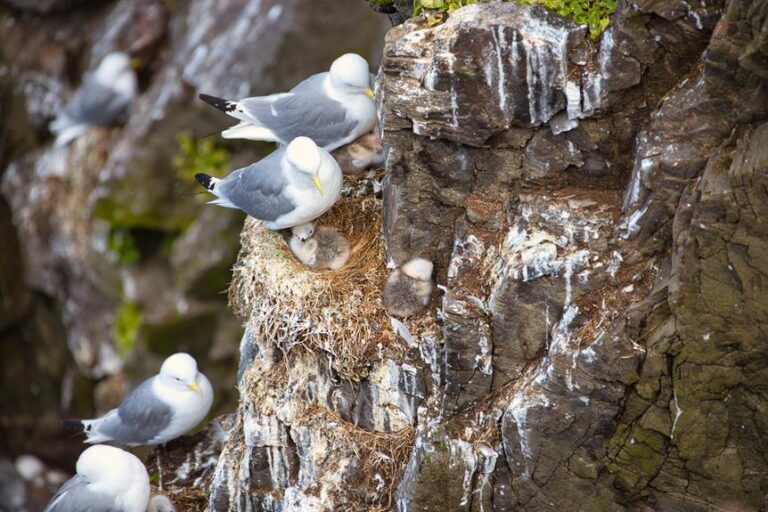 When Do Birds Stop Nesting?