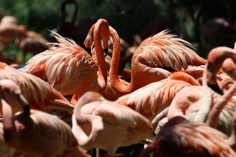 Can Birds Turn Their Heads?