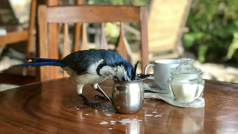 Birds and Milk. Can they drink it?