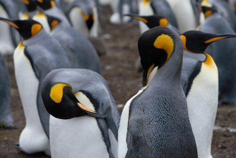 Do Birds Take Care of Other Birds?