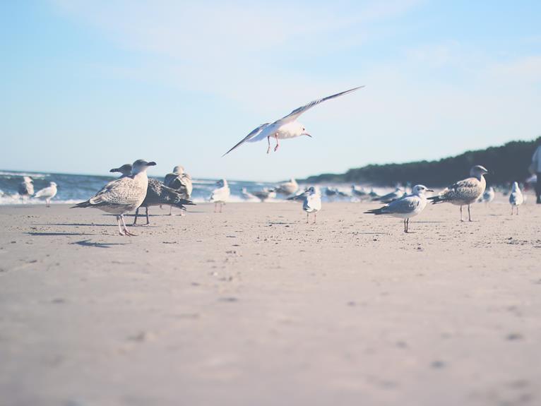 Do Birds Live in the Desert?