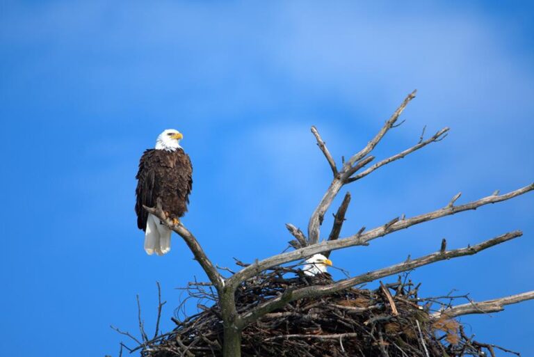 Do Birds Return to Their Nests?