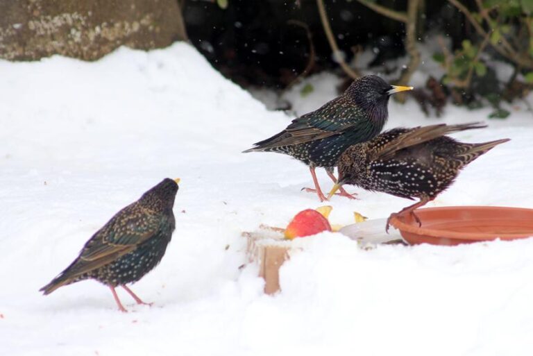 What Do Birds Naturally Eat in the Winter?