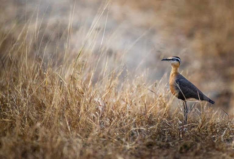 Which Birds Are Dangerous?