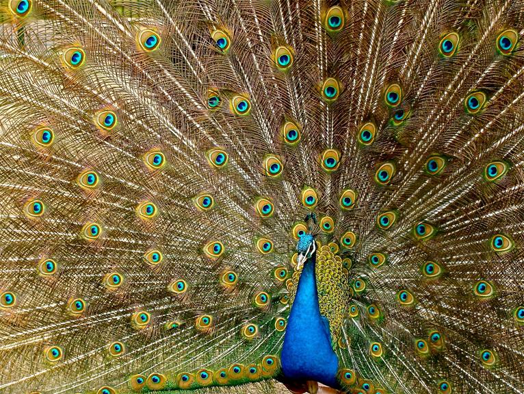 How Much Does a Peacock Bird Cost?