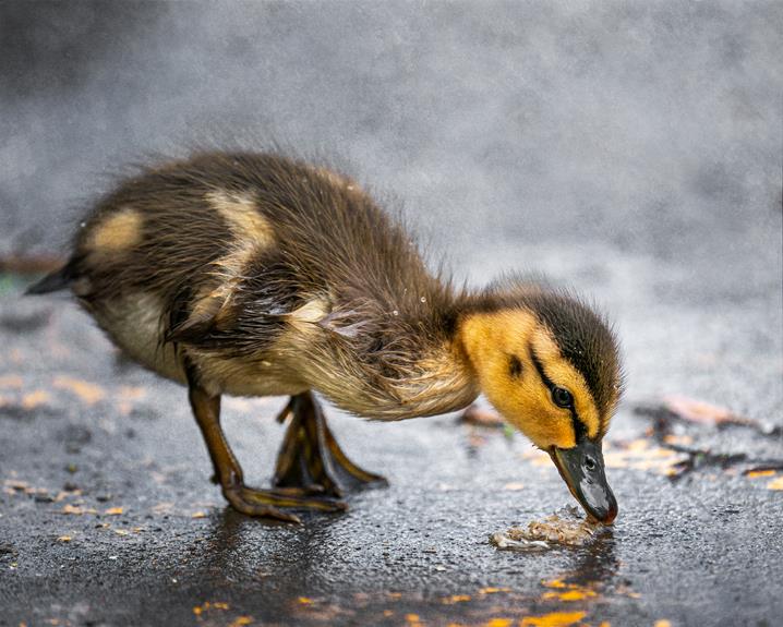 Can birds drink juice?