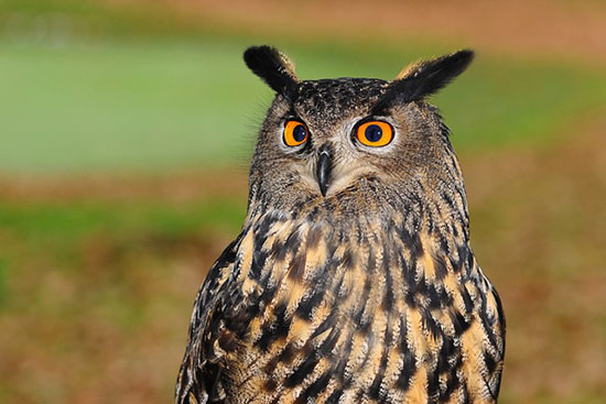 Owls Unveiled: The Intriguing Secret Behind Their Group Name