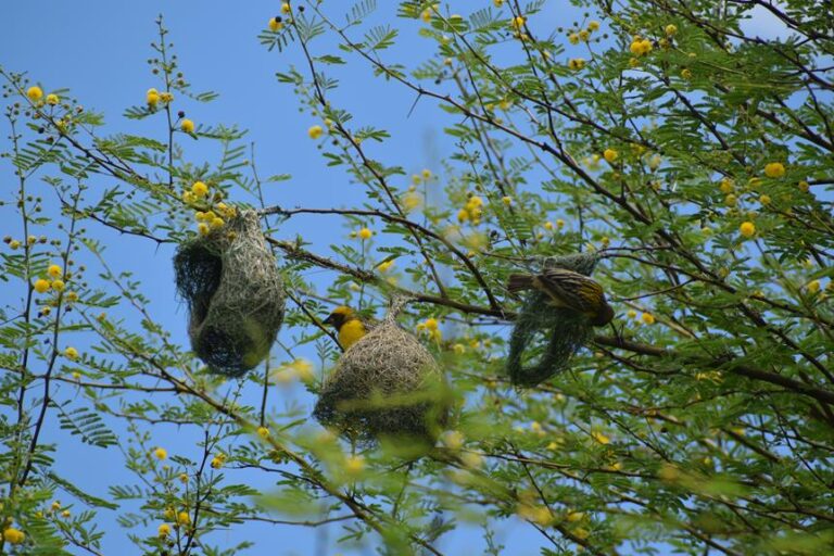 Do Birds Live in Nests Year Round?